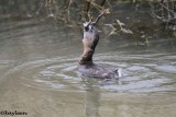 Pied-billed grebe