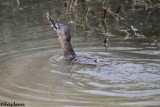 Pied-billed grebe