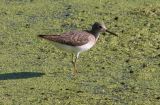 Solitary Sandpiper
