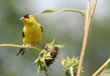 Finches, Crossbills, Siskins, Goldfinches