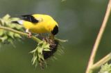 American goldfinch