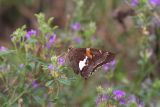 Silver Spotted Skipper