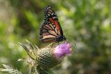 Monarch