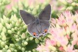 Gray Hairstreak