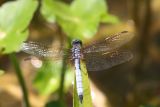 Eastern Pondhawk (Male)