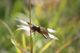 Widow Skimmer