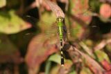 Eastern Pondhawk (Female)