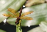 Eastern Amberwing