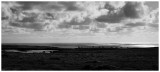 Wild Horses, Isle of Lundy