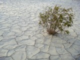 Mesquite Sand Dune Clay Cracks 