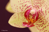 Orhideja 4.jpg