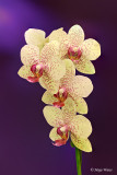 Orhideja 6.jpg