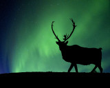 Caribou and Northern Lights