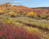 Arctic Barrens,Point Lake 5