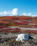 Arctic Barrens,Point Lake 3