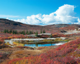 Arctic Barrens,Point Lake 2