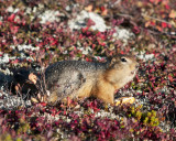 Squirrel, Point Lake