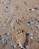 Bear Prints, Point Lake