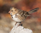 Harris Sparrow, Point Lake