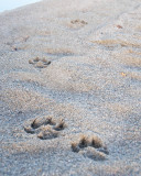 Wolf Prints at Point Lake Lodge