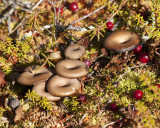 Mushrooms, Point Lake Lodge