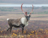 Male Caribou at Point Lake Lodge