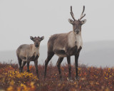 Mom and young Caribou, Point Lake Lodge