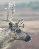 Caribou Portrait