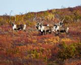 Herd of Caribou, Point Lake
