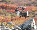 Caribou, Point Lake