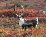 Caribou, Point Lake