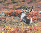 Leaping Caribou