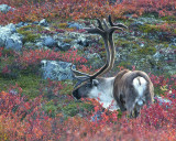 Point Lake Caribou