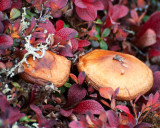 Mushrooms and Bearberry