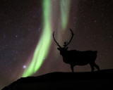 Caribou and Northern Lights