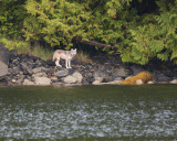 Coastal Wolf along Waters edge