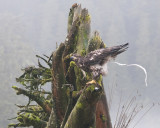 Ill-mannered Young Bald Eagle