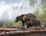 Grizzly Bear and Cub on Log Jam
