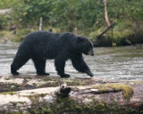 Black Bear on Log