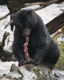 Black Bear eating Salmon