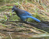 Stellars Jay