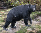 Wet Black Bear