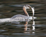 Red-necked Grebe at Hartley Bay