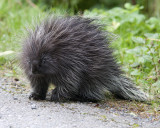 Porcupine outside Prince Rupert