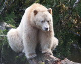 In Search of the Spirit Bear