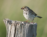 Savannah Sparrow with Food