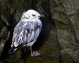 Wet Behind the ears-lost Kittiwake chick at Coburg Island