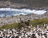 Black-browed Albatross Rookery 2