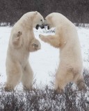 Polar Bear Dance!, Churchill