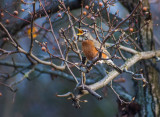 Migratory Thrush - Princeton, US